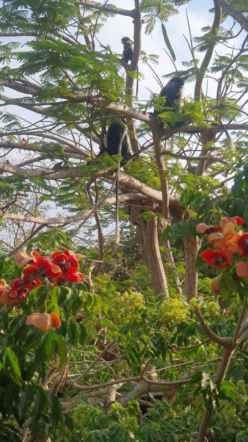 Mami Wata House Bed and Breakfast Kwale Buitenkant foto